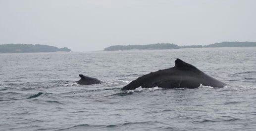 Private whale watching tour — Panama Gem Charters