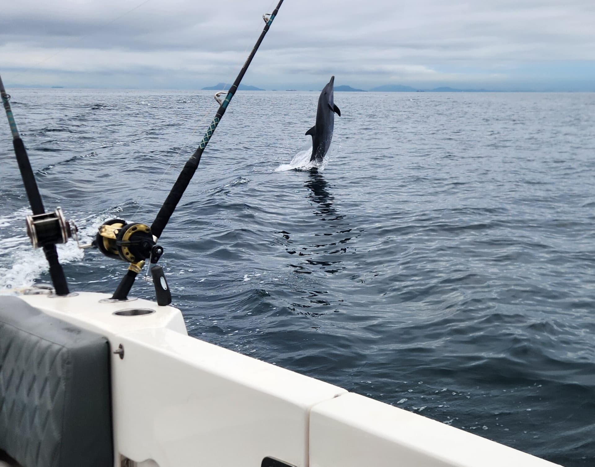 Extraordinary marine nature on Panama whale watching tour