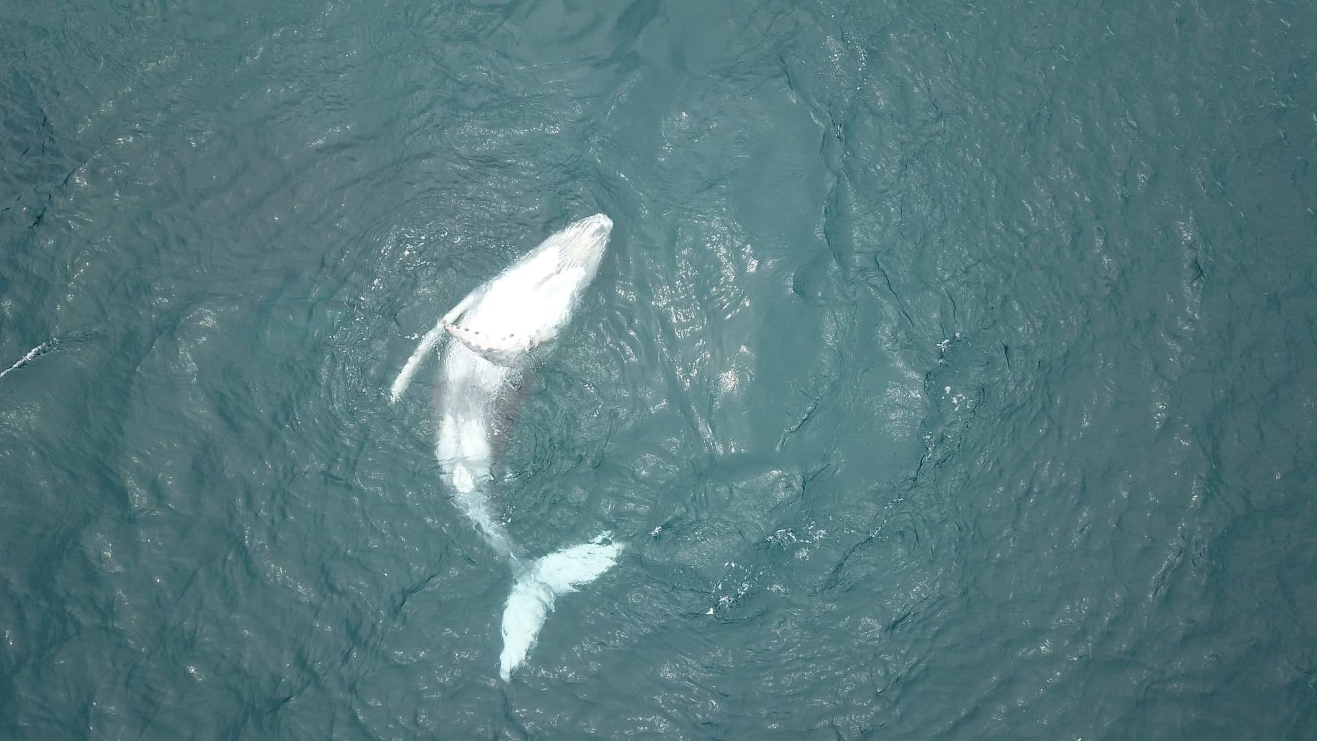 Whale watching and sport fishing — Panama Gem Charters