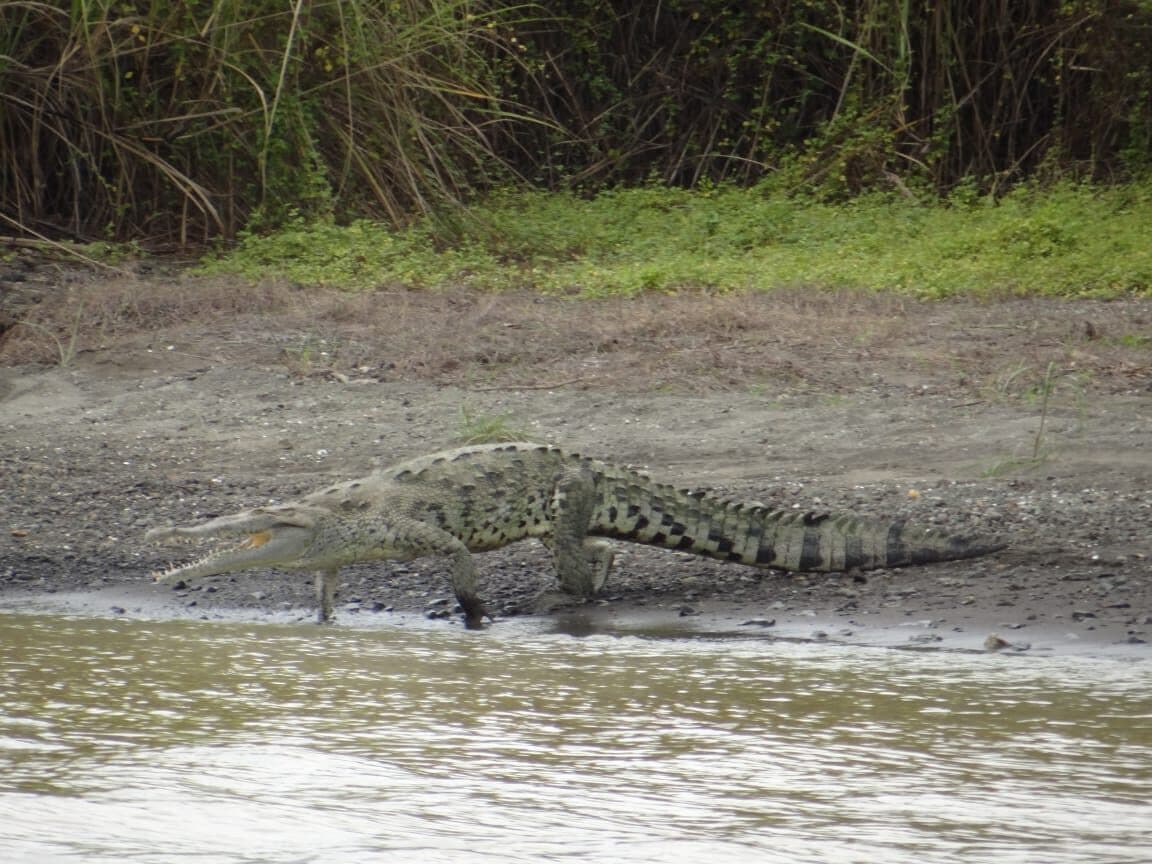 Cocodrilo en orilla del lago