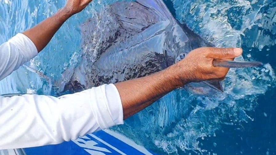 Pesca de Pez Vela