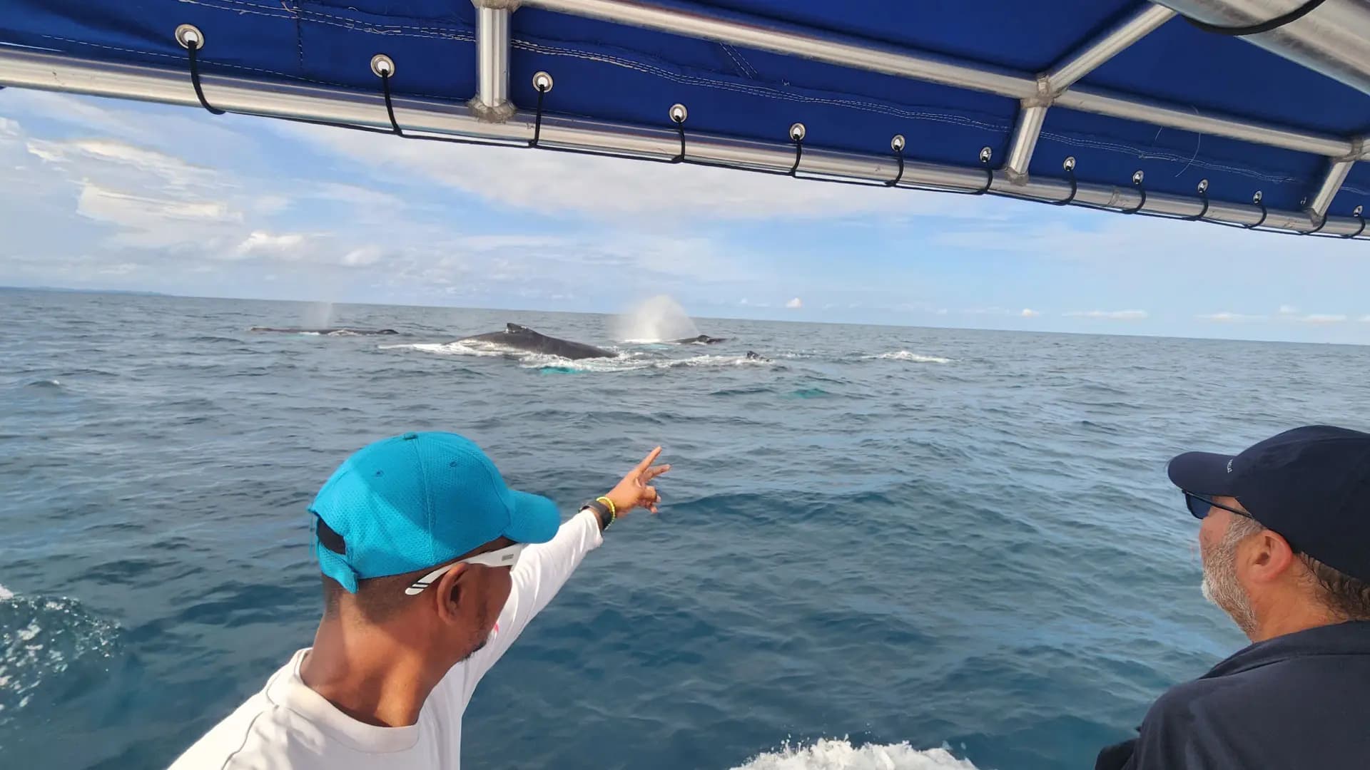 Preguntas frecuentes sobre el Avistamiento de Ballenas