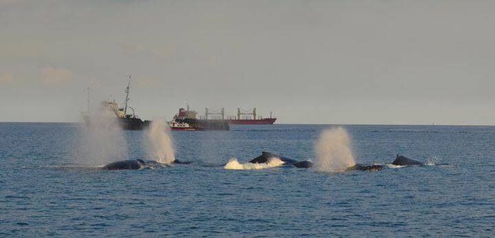 Grupo observando ballenas desde yate privado en Las Perlas
