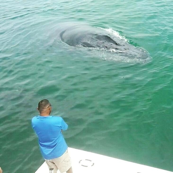 Ballena franca del sur en tour Archipiélago Las Perlas