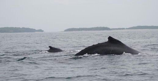 Tour privado de avistamiento de ballenas — Panamá Gem Charters