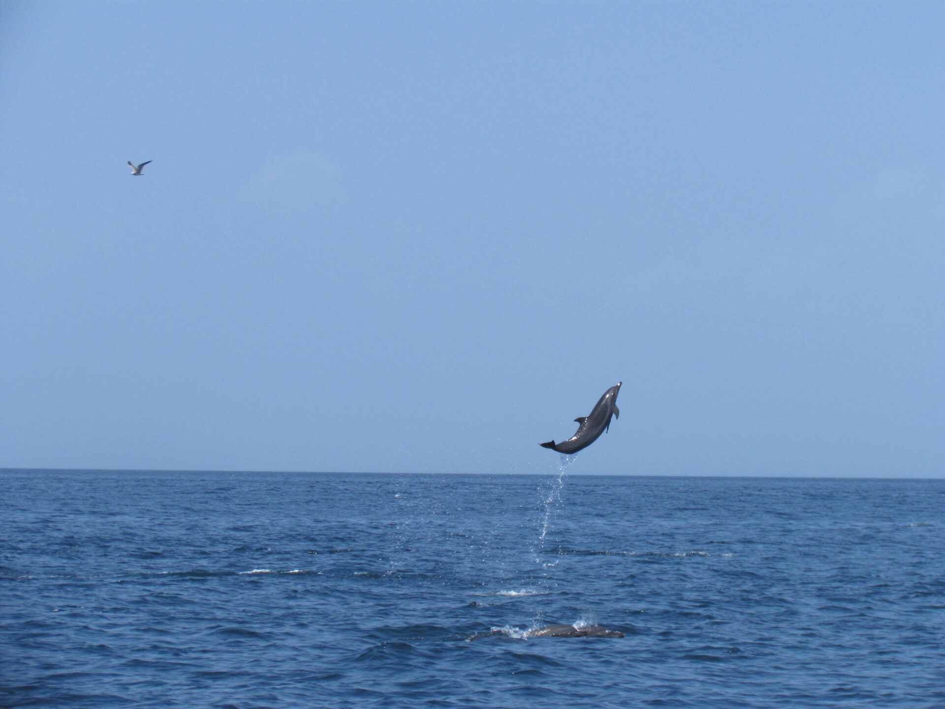 Aletas de ballena emergiendo — avistamiento de cetáceos Panamá
