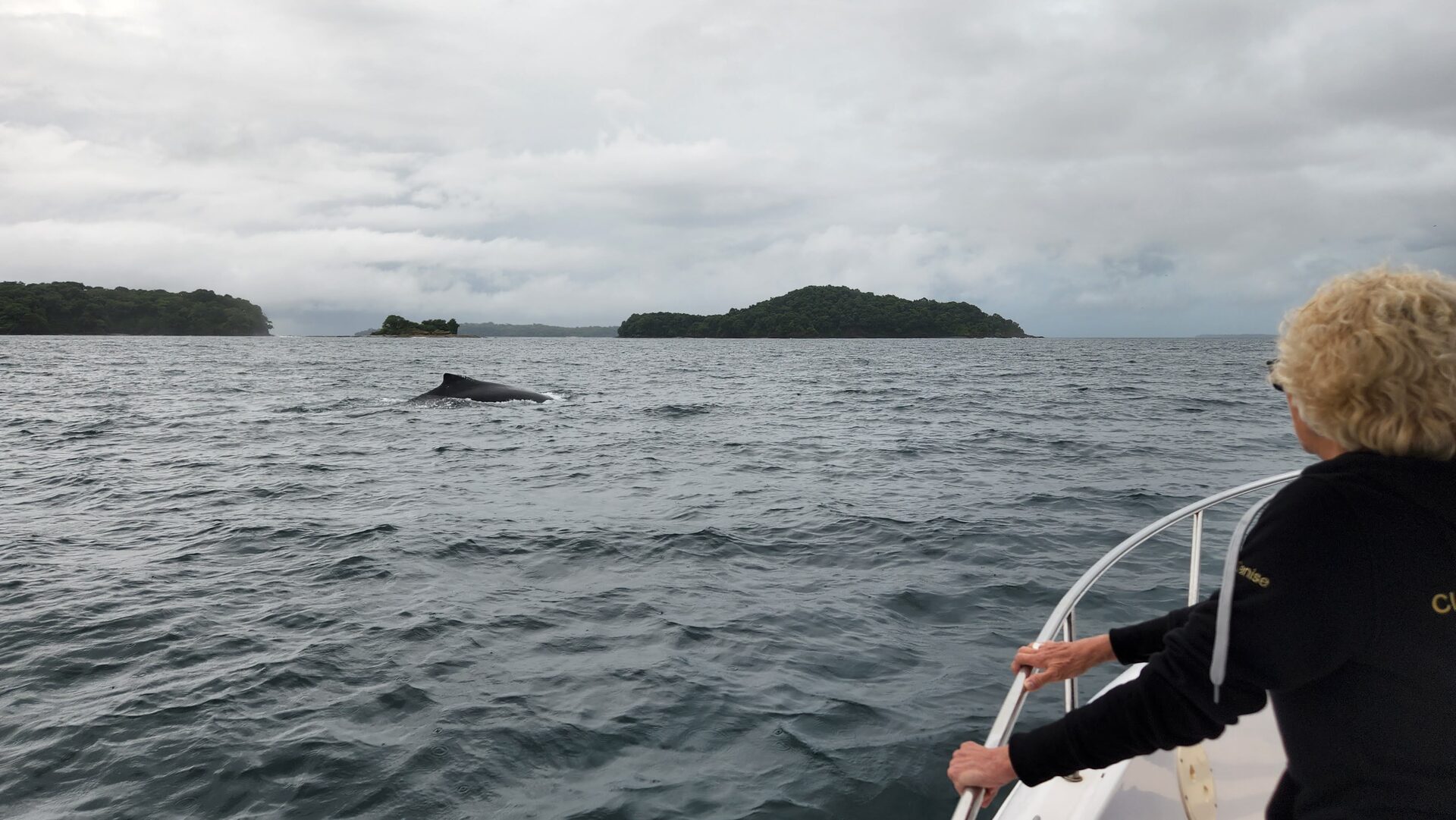 Avistamiento de ballenas en Panamá — temporada julio a noviembre