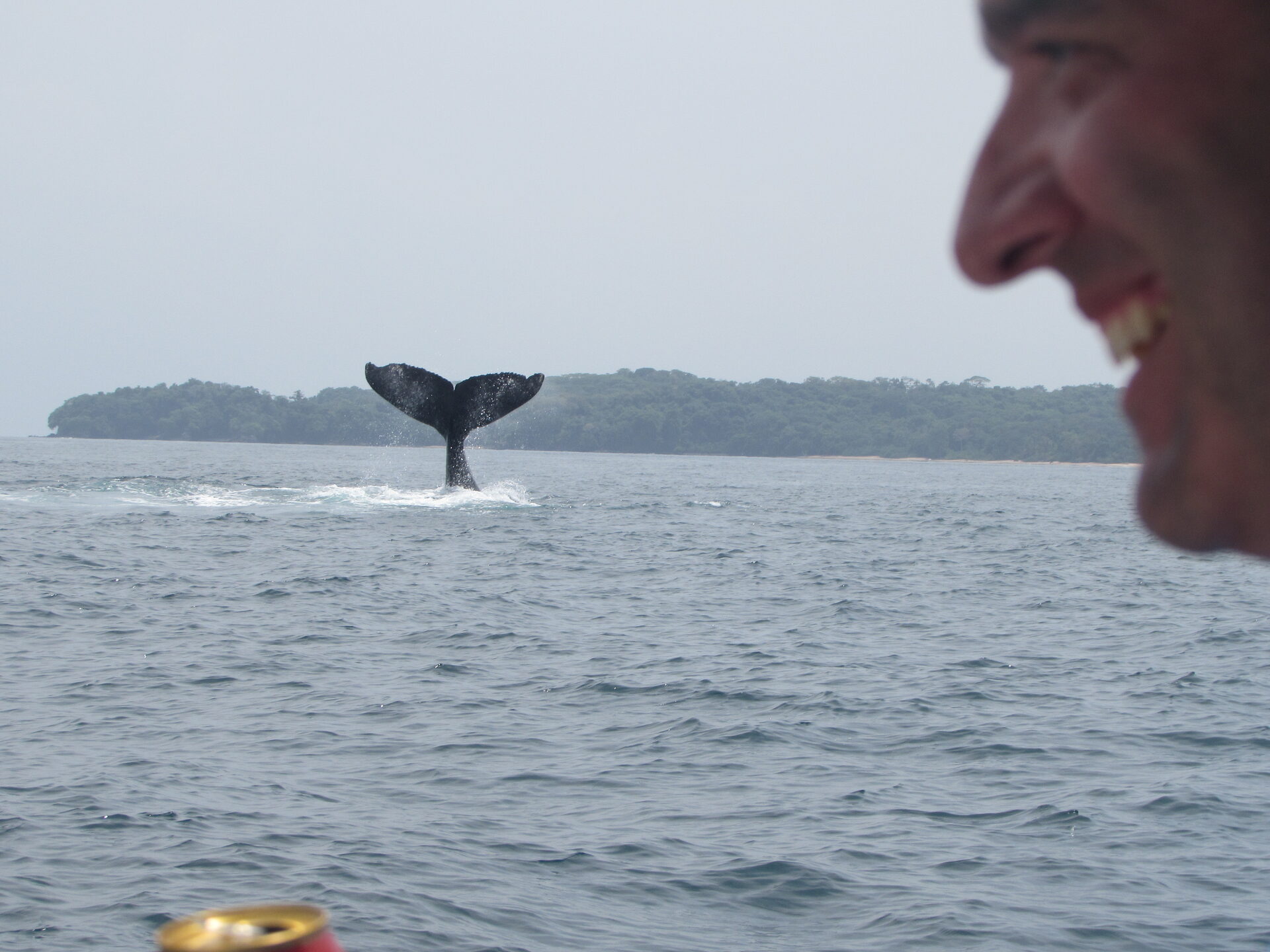 Ballena jorobada con cría — tour avistamiento de ballenas Panamá