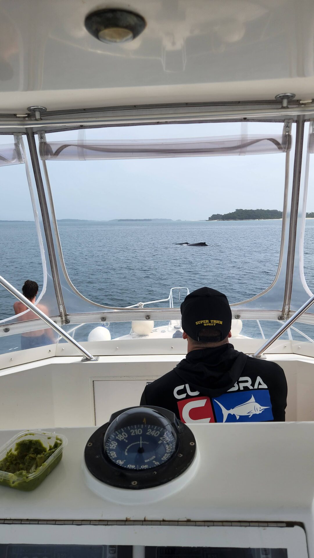 Ballenas jorobadas en aguas del Pacífico panameño