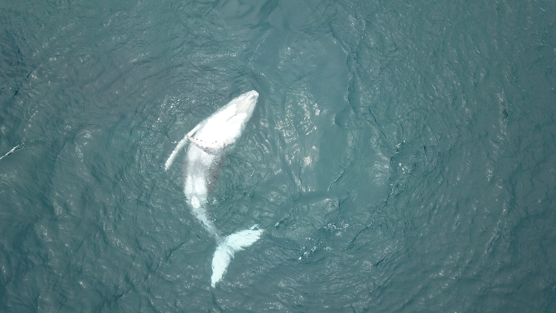 Avistamiento de ballenas y pesca deportiva — Panama Gem Charters