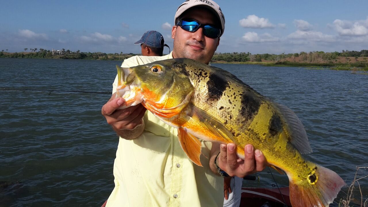Pavón grande capturado en Lago Gatún — pesca en el Canal de Panamá
