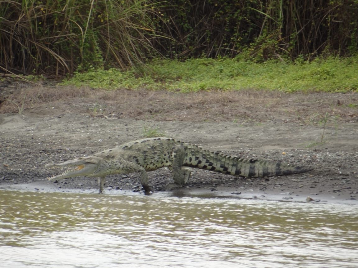 Cocodrilo en orilla del Lago Gatún — Panamá naturaleza salvaje