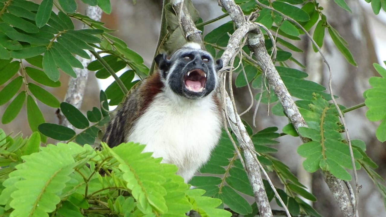 Mono tití en Lago Gatún — fauna tropical Panamá