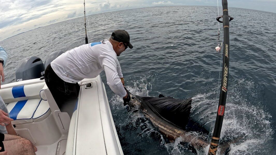 Captura y liberación de pez vela — pesca deportiva Panamá