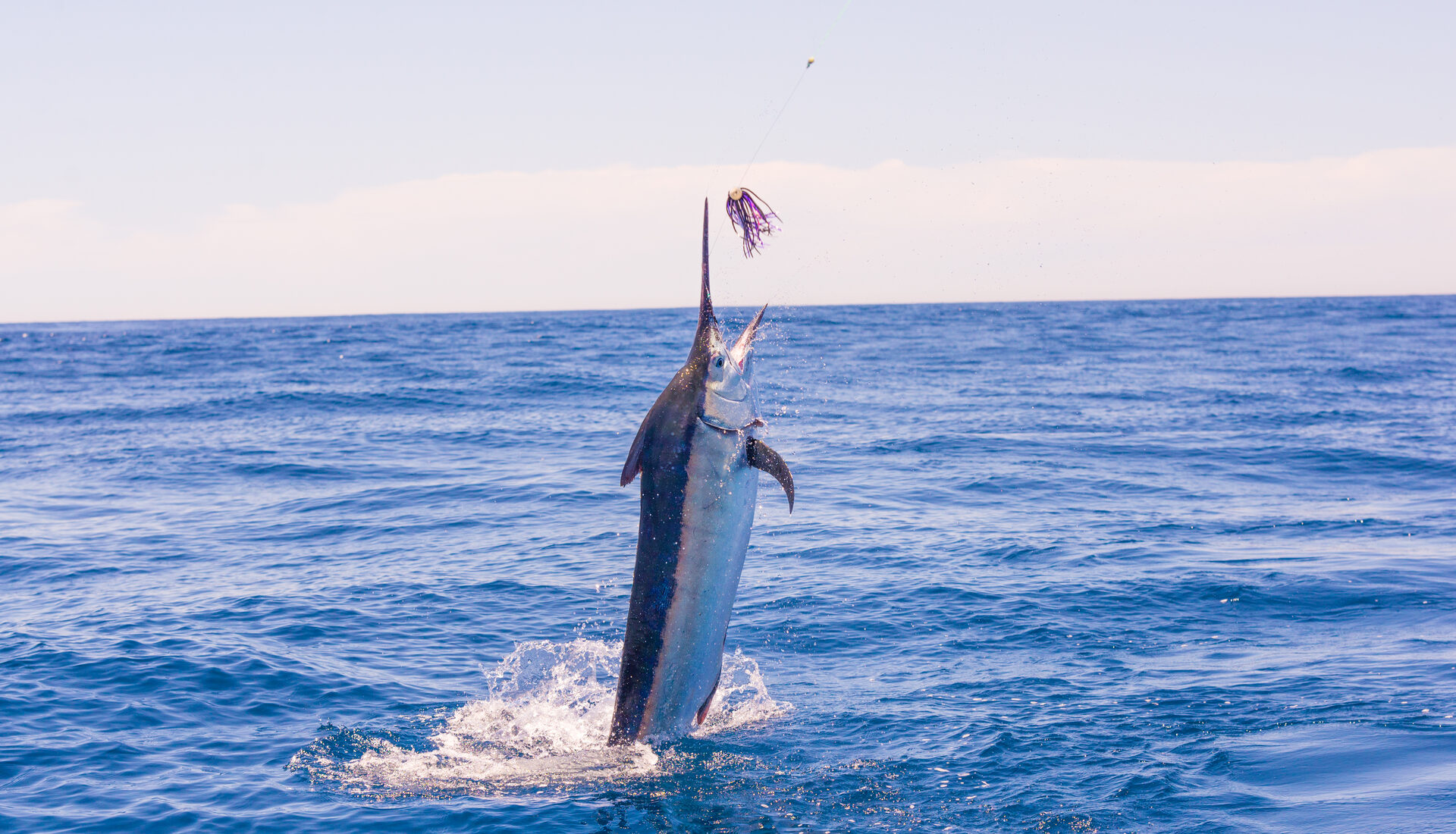 Pesca de roosterfish en costa Pacífica de Panamá