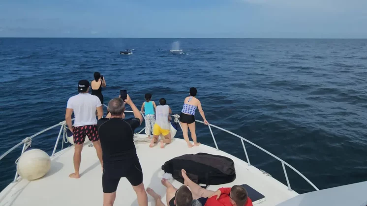 Ballena saltando en el Pacífico de Panamá