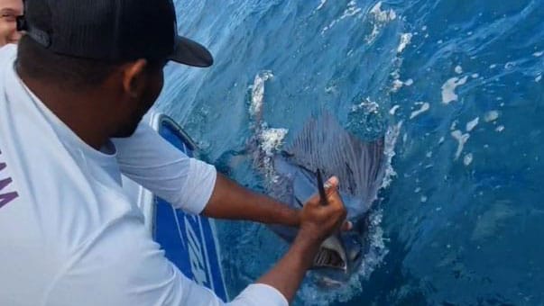 Sailfish | Pez Vela