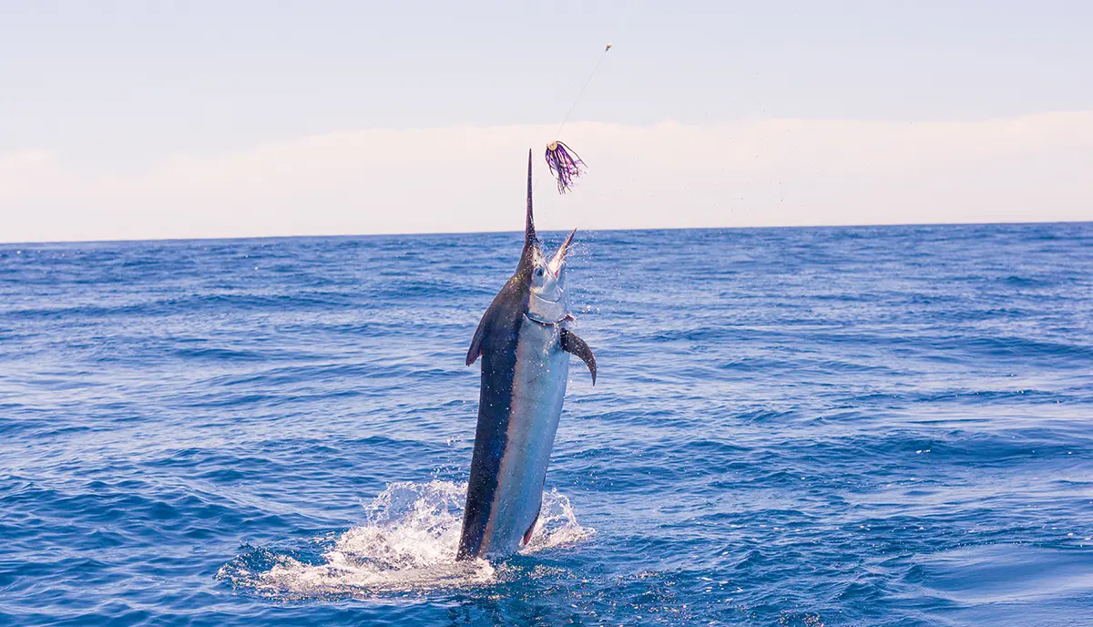Fishing Marlin Panama Gem Charters Marlin fishing