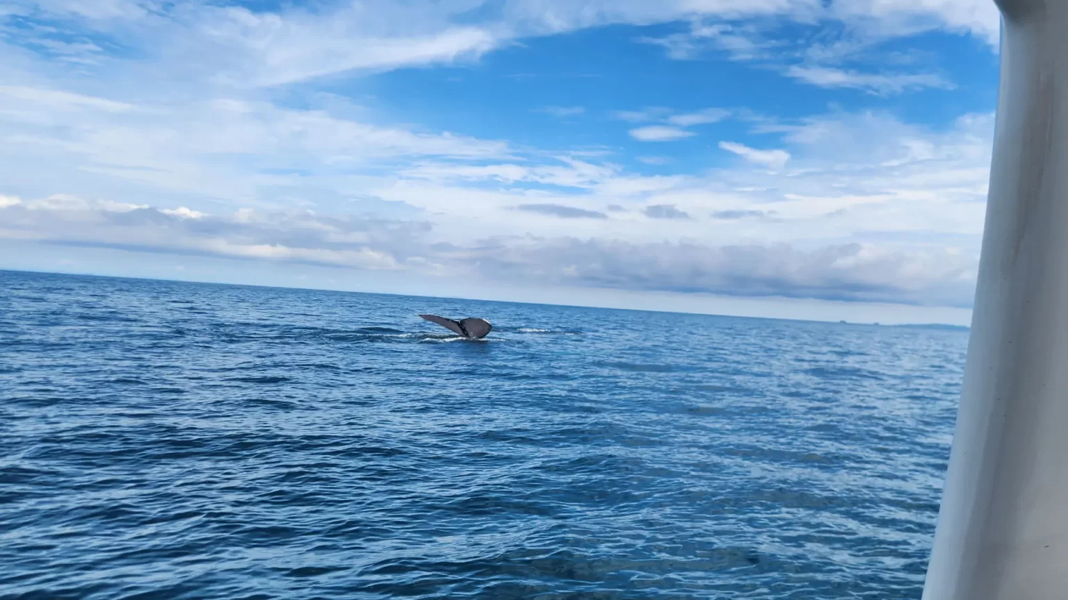 Cola de ballena jorobada en Panamá