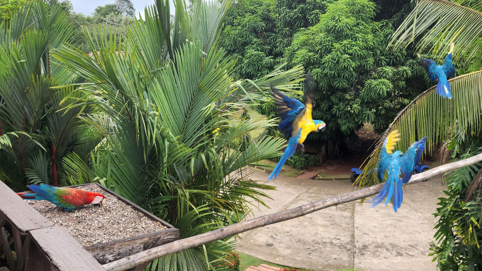 guacamayas