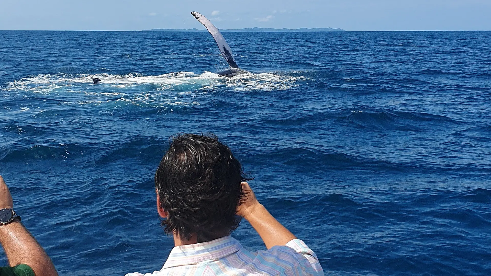 Whale Watching Tours in Panama | Tours de Avistamiento de Ballenas en Panamá | Gem Charters