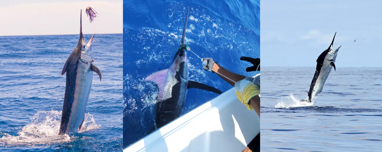 Marlin fishing in panama - pesca de marlin en panama