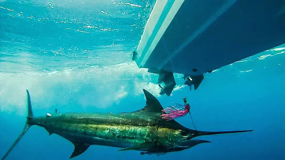 marlin fishing - pesca de marlin en panama