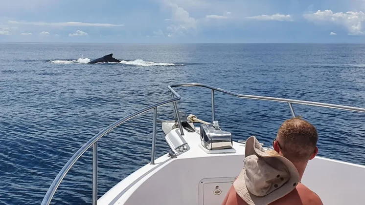Panama Whale Watching Tour - Avistamiento de Ballenas en Panamá