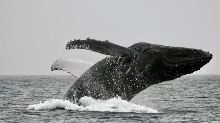 Panama Whale Watching Tour - Avistamiento de Ballenas en Panamá