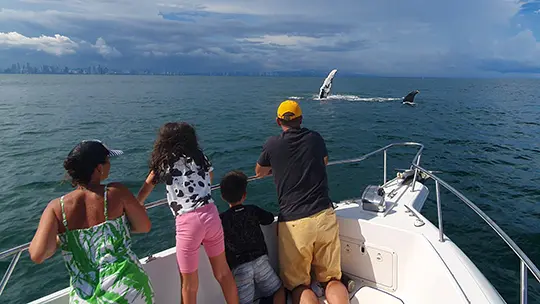 Whale Watching Tours in Panama - Avistamiento de Ballenas